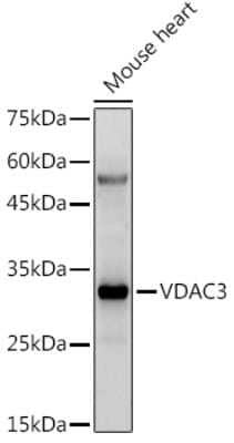 Western Blot: VDAC3 Antibody [NBP2-94176] - Analysis of extracts of Mouse heart, using VDAC3 antibody (NBP2-94176) at 1:500 dilution. Secondary antibody: HRP Goat Anti-Rabbit IgG (H+L) at 1:10000 dilution. Lysates/proteins: 25ug per lane. Blocking buffer: 3% nonfat dry milk in TBST. Detection: ECL Enhanced Kit. Exposure time: 180s.